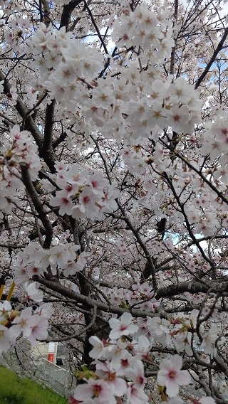 ４月４日桜