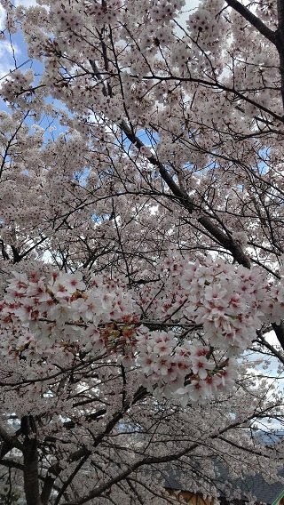 ４月４日桜３