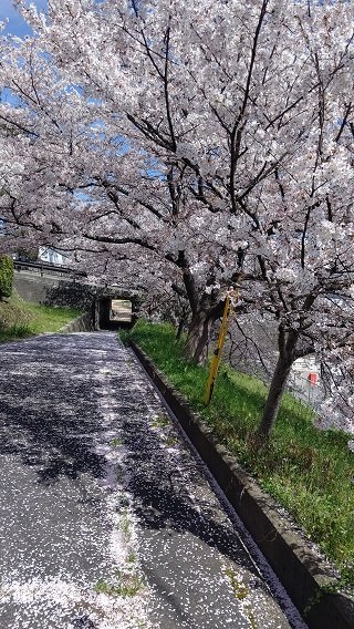 ４月６日桜