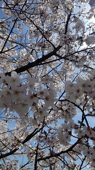４月６日桜２