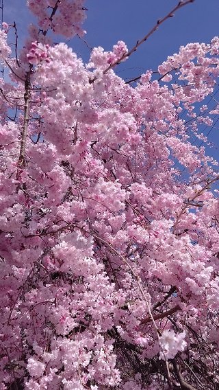 ４月６日桜３