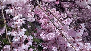 ４月６日桜６