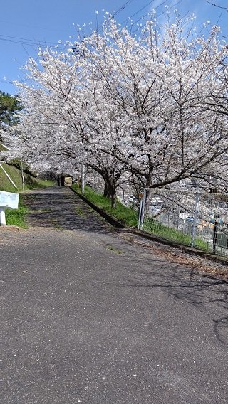 2023桜